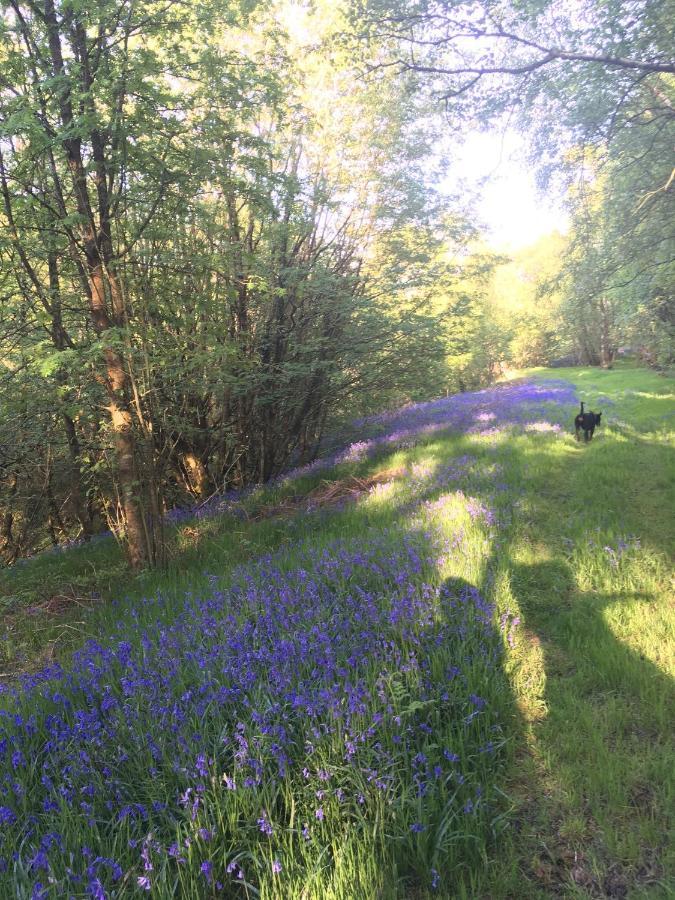 Belan Bluebell Woods Shepherds Hut ชานีดลอยส์ ภายนอก รูปภาพ